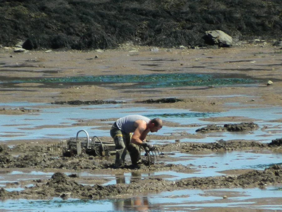 Picture of clam harvester digging on clam flat