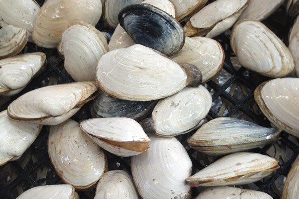 Clams, Economy and Land Use